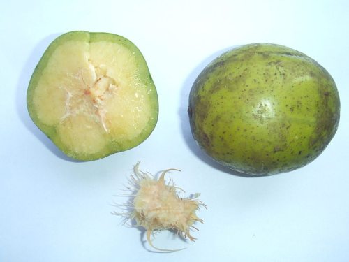 Amla - agrest indyjski - cudowny owoc